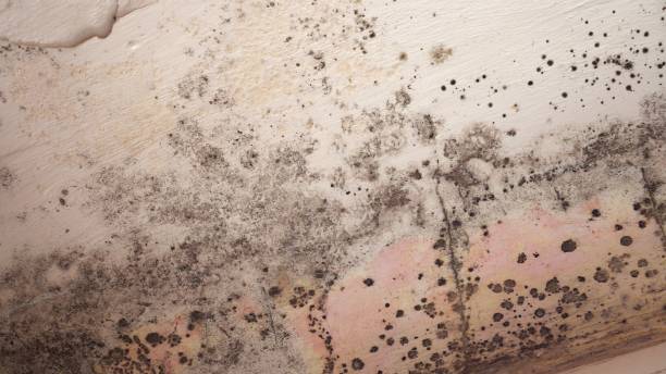 Best Black Mold Removal  in Sudan, TX